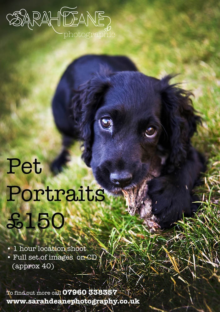 Pet Portraits  Location