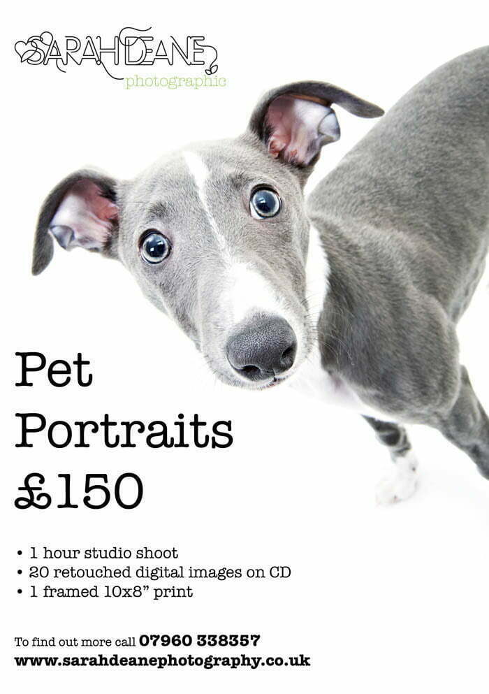 Studio Pet Portraits