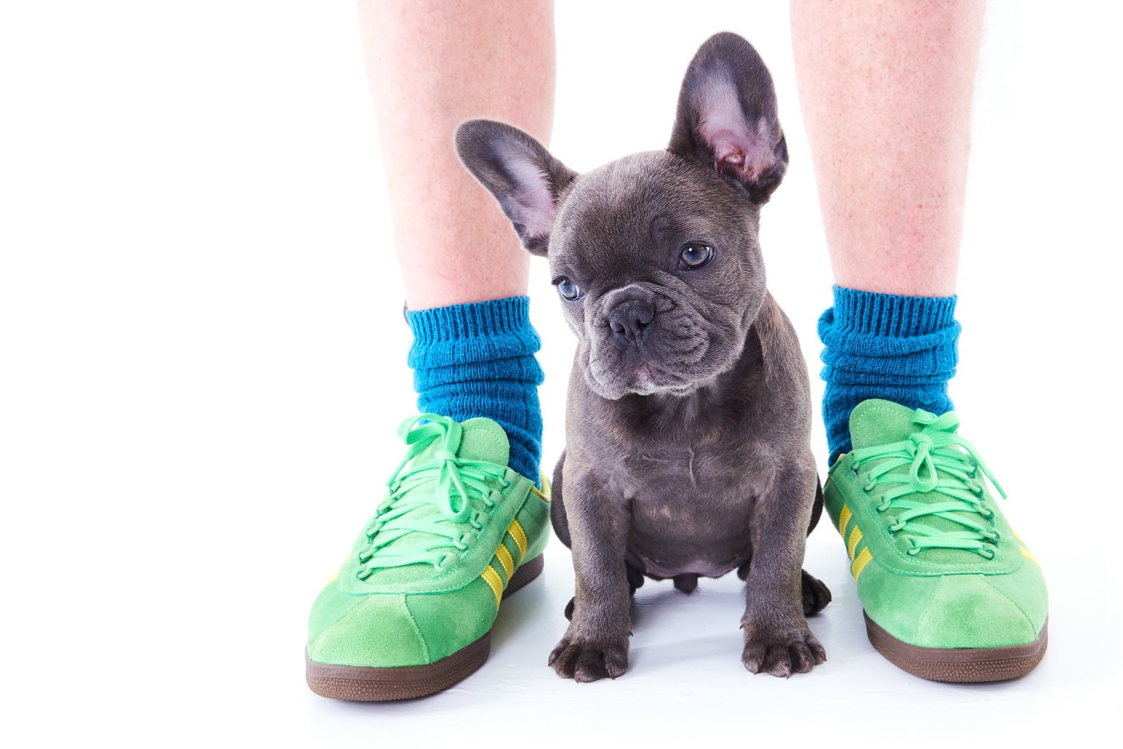 Pet Portraits taken in Newcastle Photography studio of French Bulldog Puppy
