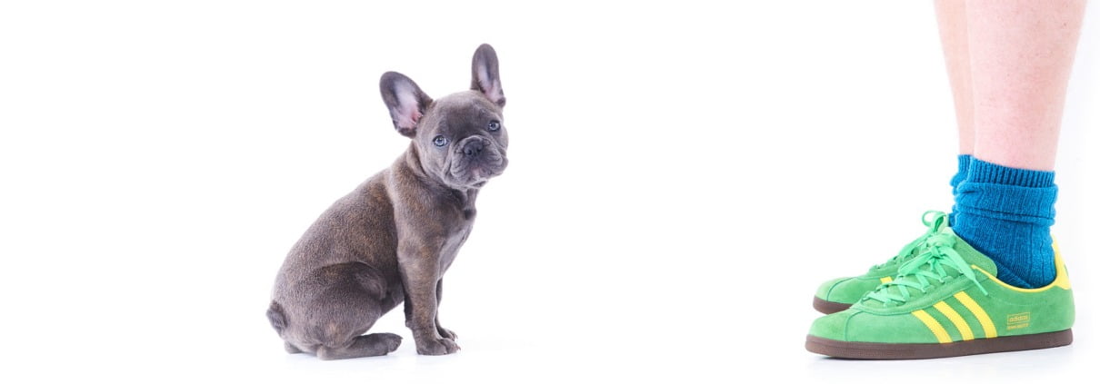 Pet Portraits taken in Newcastle Photography studio of French Bulldog Puppy