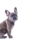 Pet Portraits taken in Newcastle Photography studio of French Bulldog Puppy
