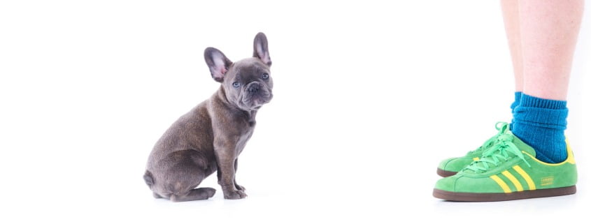 Pet Portraits taken in Newcastle Photography studio of French Bulldog Puppy