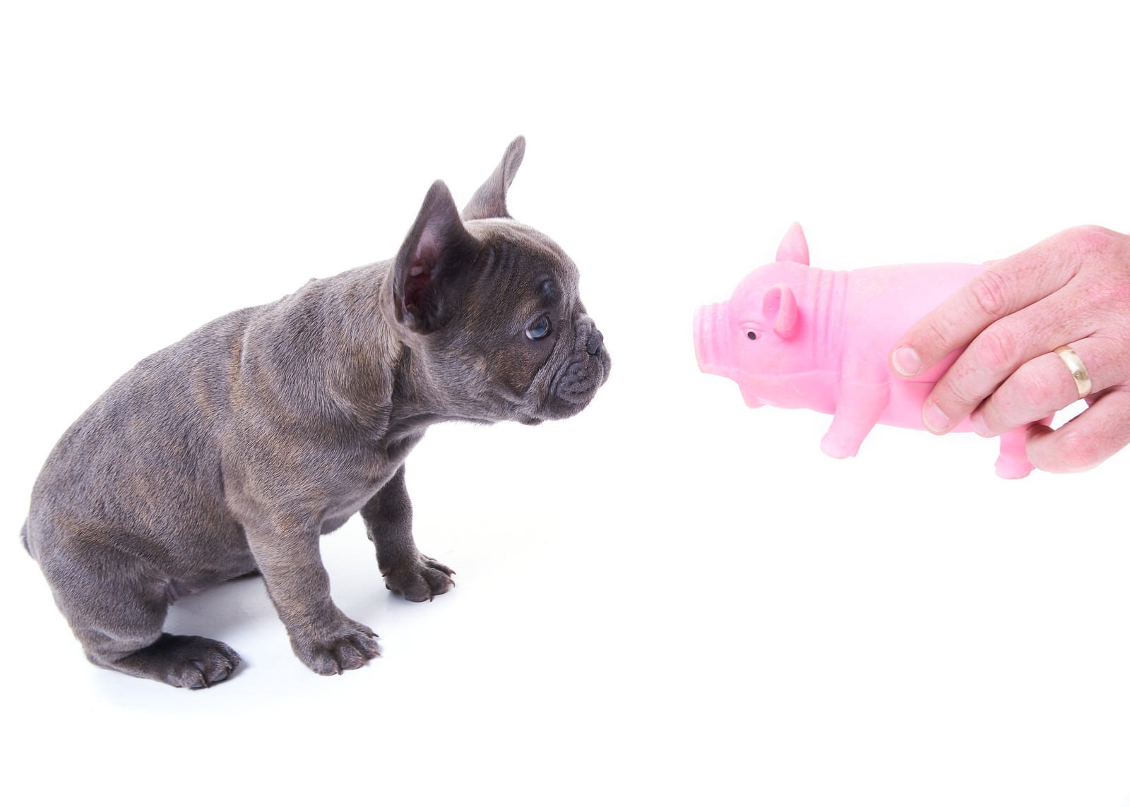 Pet Portraits taken in Newcastle Photography studio of French Bulldog Puppy