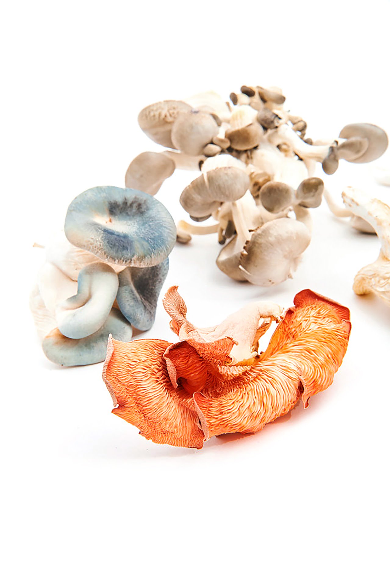 Urban Mushrooms YMCA Product Photography in Newcastle Kitchen 5