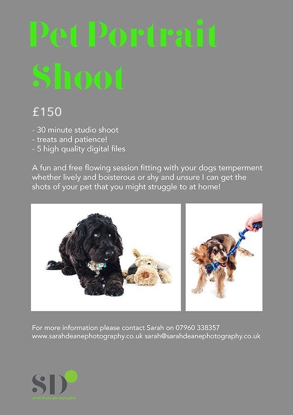 Pet Portraits in Newcastle photography Studio Flyer